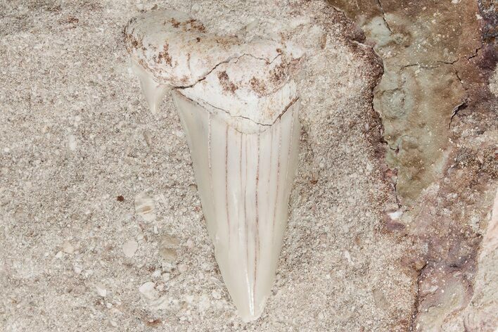 Otodus Shark Tooth Fossil in Rock - Eocene #201174